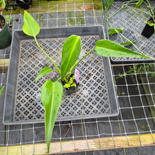 Load image into Gallery viewer, Monstera Burle Marx Flame, Exact Plant Ships Nationwide