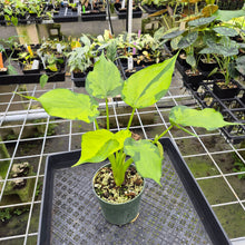 Load image into Gallery viewer, Alocasia Cucullata Banana Split Variegated exact plant, Fedex 2day*
