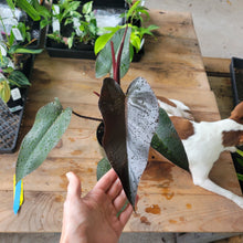 Load image into Gallery viewer, Philodendron Majesty 6" pot, Fedex 2day