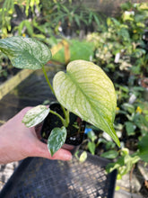 Load image into Gallery viewer, Monstera Deliciosa White Monster Variegated 2.5" Pot, Fedex 2 day*