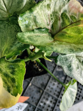 Load image into Gallery viewer, Syngonium Mango Allusion, Orm Thong, Exact Plant Variegated Ships Nationwide