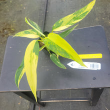Load image into Gallery viewer, Philodendron Domesticum, Exact Plant Variegated Ships Nationwide