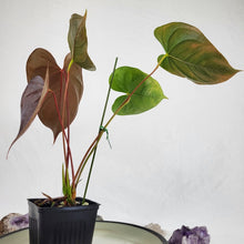 Load image into Gallery viewer, Anthurium Red Beauty, Exact Plant