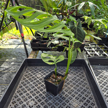 Load image into Gallery viewer, Monstera Esqueleto, Exact Plant Ships Nationwide