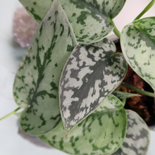 Load image into Gallery viewer, Scindapsus Silver Lady Shipped Nationwide