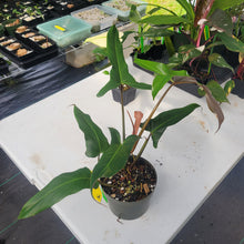 Load image into Gallery viewer, Philodendron Mexicanum, Exact Plant Ships Nationwide