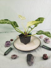 Load image into Gallery viewer, Giganteum 'Blizzard', exact plant, variegated Philodendron, ships nationwide