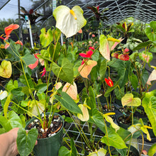 Load image into Gallery viewer, Anthurium White Obake 'Tropic Ice' 6" pot, Fedex 2day