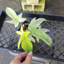 Load image into Gallery viewer, Philodendron Florida Ghost, Exact Plant Ships Nationwide