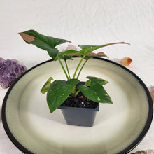 Load image into Gallery viewer, Syngonium Red Spot Tricolor Variegated 2.5" Pot, Fedex 2 day*