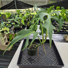 Load image into Gallery viewer, Monstera Burle Marx Flame exact plant, Fedex 2day