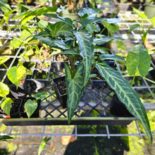 Load image into Gallery viewer, Syngonium Angustatum Little Star, Exact Plant