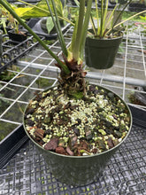 Load image into Gallery viewer, Anthurium Macrolobium exact plant, Fedex 2day*