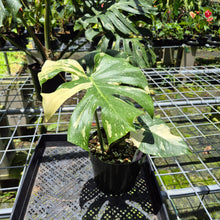 Load image into Gallery viewer, Monstera Thai Constellation Variegated exact plant, Fedex 2day*