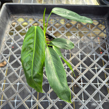 Load image into Gallery viewer, Philodendron Patriciae, Exact Plant Ships Nationwide