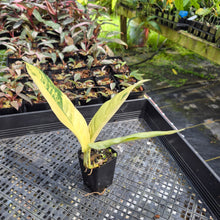 Load image into Gallery viewer, Rhaphidophora Lobbii Variegated exact plant, Fedex 2day*