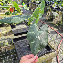 Load image into Gallery viewer, Alocasia Macrorhizza Black Stem, Exact Plant Variegated