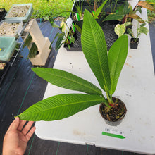 Load image into Gallery viewer, Philodendron Campii Lynette, Exact Plant Ships Nationwide