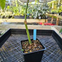 Load image into Gallery viewer, Pachira Aquatica Money Tree, Exact Plant Variegated 4" grafted Ships Nationwide