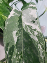 Load image into Gallery viewer, Pinnatum Albo, Exact Plant, multi pot of 5, variegated Epipremnum