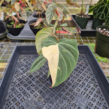 Load image into Gallery viewer, Philodendron Gloriosum variegated, Exact Plant Ships Nationwide
