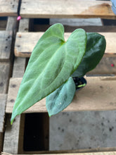 Load image into Gallery viewer, Anthurium (Ace of Spades DF x Kunayalense) x Pap FS 2.5" pot, Fedex 2day*