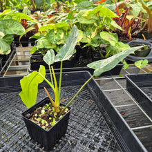 Load image into Gallery viewer, Philodendron Bernardopazii, Exact Plant Ships Nationwide