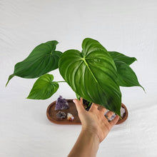 Load image into Gallery viewer, Philodendron Pastazanum 4" pot, Fedex 2 day*