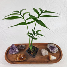 Load image into Gallery viewer, Monstera Subpinnata 2.5" Pot, Fedex 2 day*