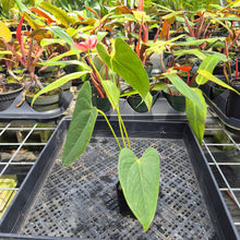 Load image into Gallery viewer, Anthurium Shibori, Exact Plant Variegated Ships Nationwide
