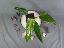 Load image into Gallery viewer, Philodendron Bernardopazii 4" pot, Fedex 2 day*