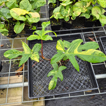 Load image into Gallery viewer, Philodendron Florida Beauty, Exact Plant Variegated Ships Nationwide