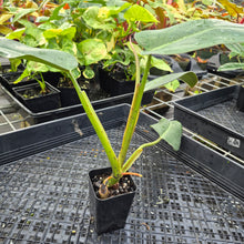 Load image into Gallery viewer, Philodendron Sagittifolium, Tuxtlanum Rubra 2.5" pot, Fedex 2day*