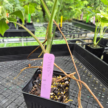 Load image into Gallery viewer, Monstera Sierrana Hawaii Clone, Exact Plant Ships Nationwide