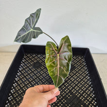 Load image into Gallery viewer, Alocasia 'Suhirmaniana' Black Satun Pink Bone exact plant, Fedex 2day*