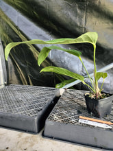 Load image into Gallery viewer, Anthurium Spectabile, Exact Plant Ships Nationwide