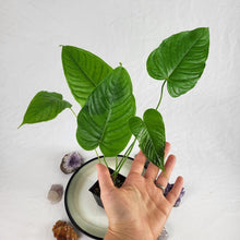 Load image into Gallery viewer, Anthurium Propinquum, Exact Plant Ships Nationwide