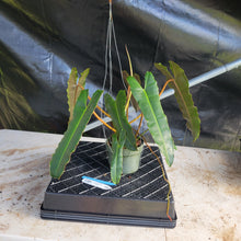Load image into Gallery viewer, Philodendron Atabapoense Dark Form, Exact Plant Ships Nationwide