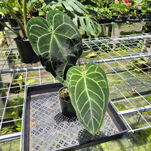 Load image into Gallery viewer, Anthurium Magnificum X Crystalinum AFF noid, exact plant, Fedex 2day*