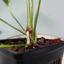 Load image into Gallery viewer, Anthurium Spectabile Wide Form Shipped Nationwide