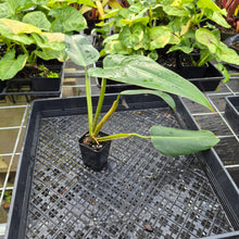 Load image into Gallery viewer, Philodendron Sagittifolium, Tuxtlanum Rubra 2.5" pot, Fedex 2day*