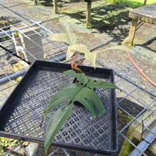 Load image into Gallery viewer, Philodendron Florida Ghost, Exact Plant