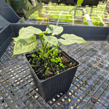 Load image into Gallery viewer, Syngonium Green Splash, Exact Plant Variegated Ships Nationwide