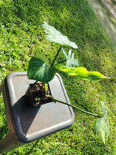 Load image into Gallery viewer, Philodendron Radiatum, Exact Plant Variegated Ships Nationwide