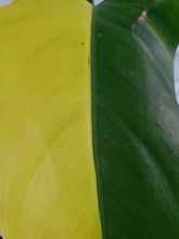 Load image into Gallery viewer, Domesticum, Exact Plant, variegated Philodendron