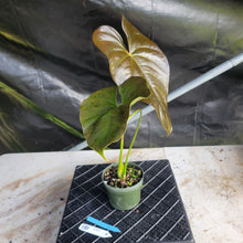 Load image into Gallery viewer, Anthurium Moodeanum, Exact Plant Ships Nationwide