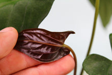 Load image into Gallery viewer, Anthurium Papillilaminum 'Fort Sherman', exact plant, ships nationwide