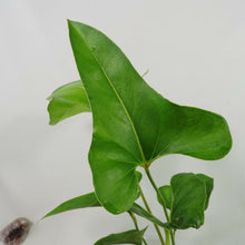 Load image into Gallery viewer, Anthurium Brownii, 4'' pot, ships nationwide