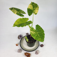Load image into Gallery viewer, Alocasia Gageana Aurea, Exact Plant Variegated
