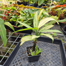 Load image into Gallery viewer, Aglaonema Ice Queen, Silver Queen, Exact Plant Variegated Ships Nationwide